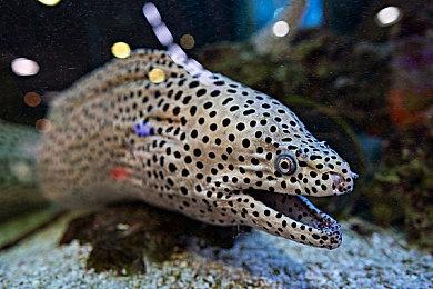 《死亡搁浅2》前30个小时前瞻 这次将横跨澳洲大陆